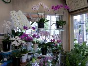 「花重」　（神奈川県川崎市中原区）の花屋店舗写真2